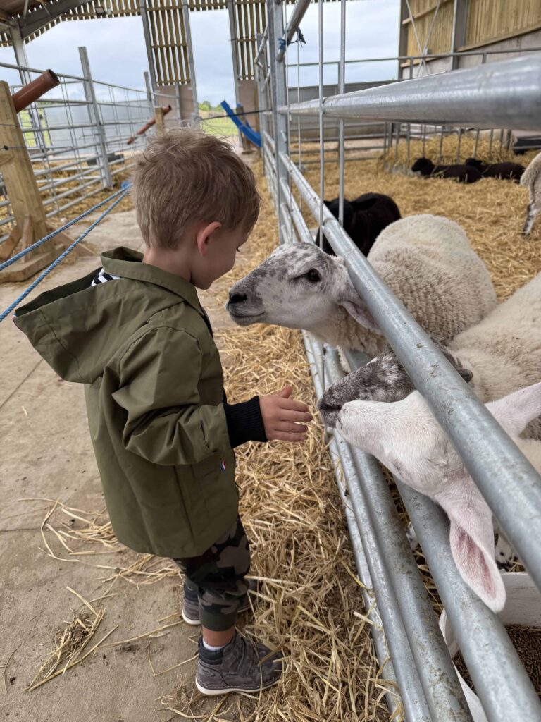 My son petting sheep at Thorabella Farms in Scotland.