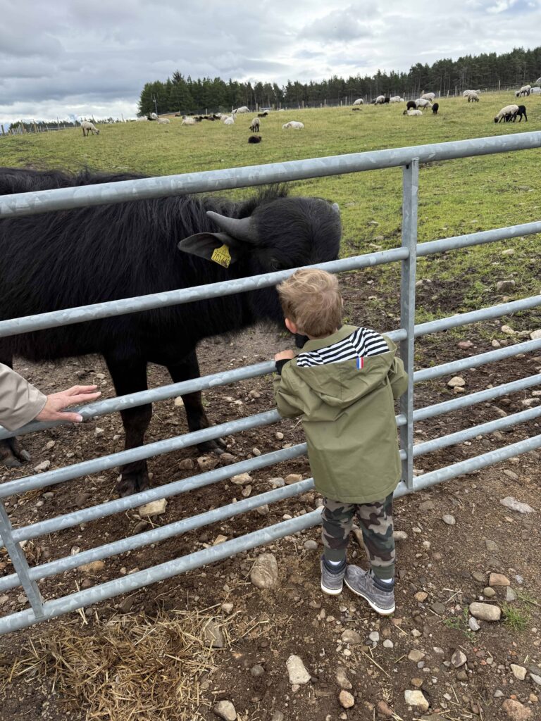 My son saying hello to a cow at Thorabella Farms in Scotland.