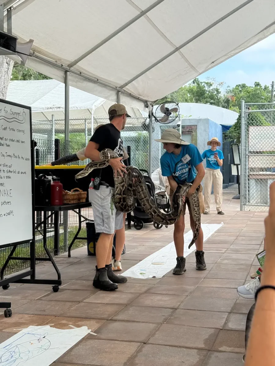 a huge snake at tarpon springs aquarium's toddler tuesday