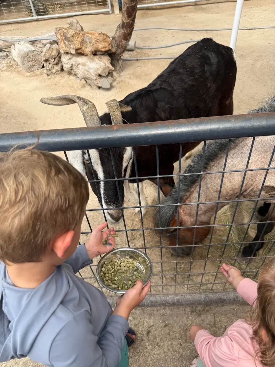 toddlers feed farm animals at tarpon springs aquarium