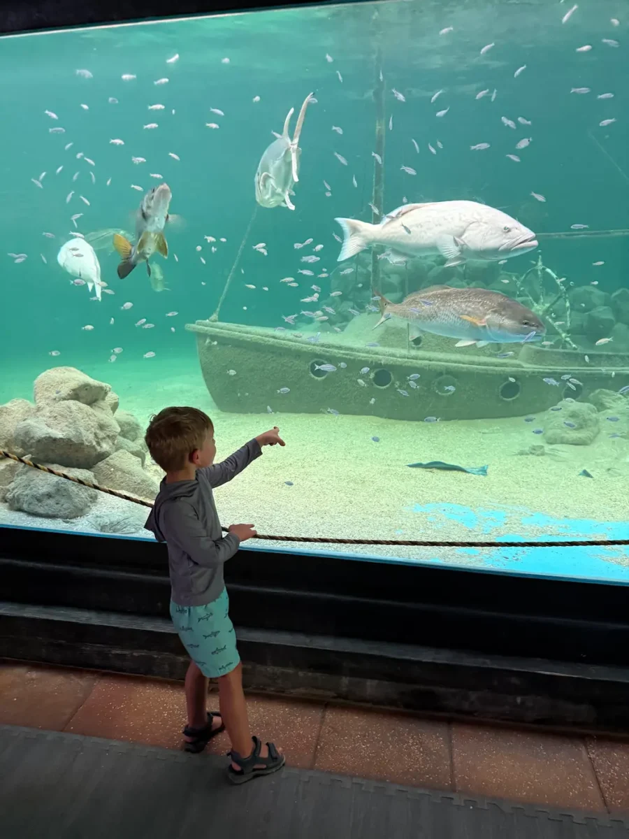 toddler points to fish at tarpon springs aquarium