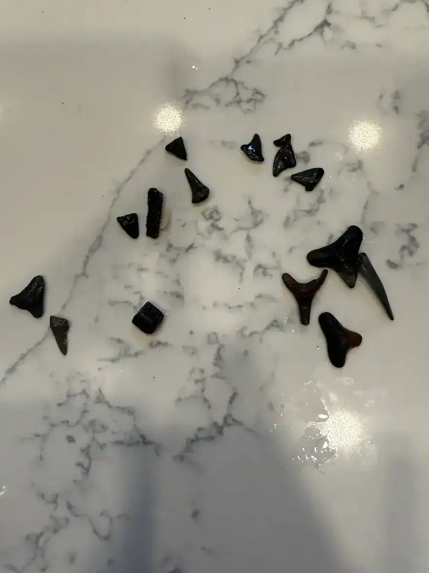 Some of the shark teeth we found after we hunted for them in Manasota Key