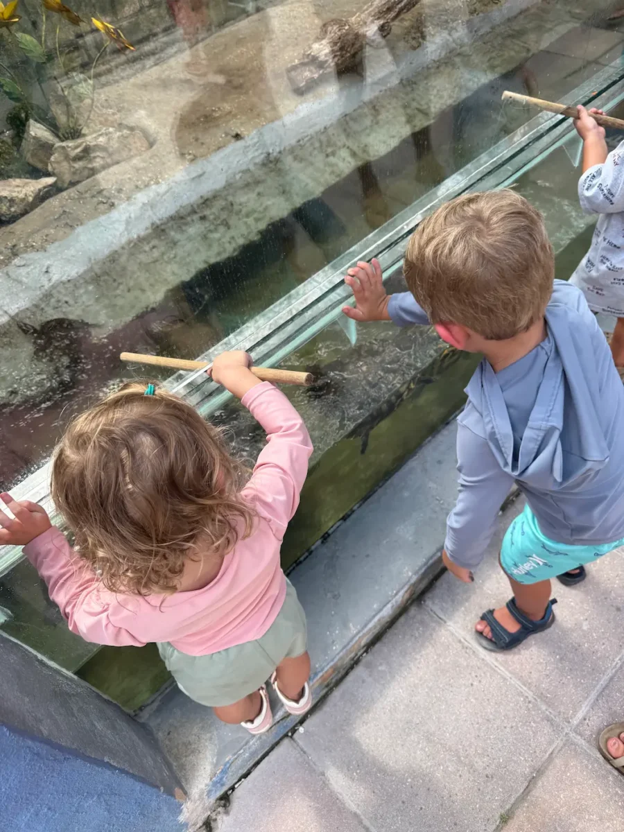 toddlers feeding animals at tarpon springs aquarium's toddler tuesday